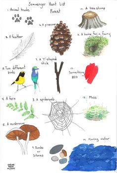 a drawing of different types of plants and animals in the forest, with words describing them