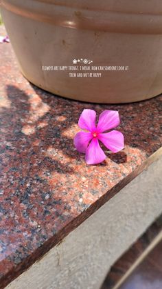 a pink flower sitting on top of a stone slab