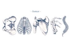 an image of the human skeleton and its skeletal bones on a white background with caption buntan