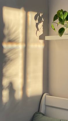 a plant is sitting on a shelf next to a window with the sun shining through it