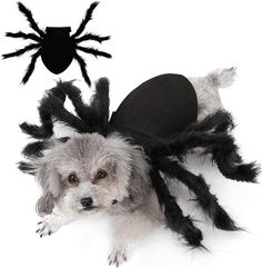 a small dog wearing a spider costume next to a black and white dog with it's head in the air