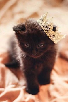 a small black kitten with a gold tiara on its head sitting on a bed