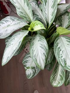 a green and white plant in a vase on a wooden floor with other plants around it