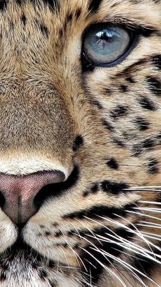 a close up of a leopard's face with blue eyes