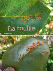 the leaves are covered with small orange bugs