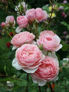 pink flowers are blooming in the garden