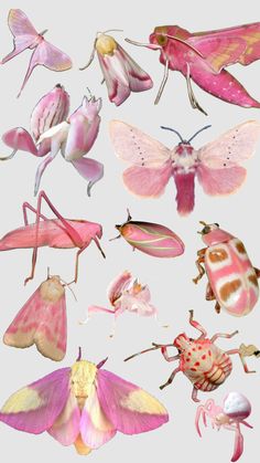 many different types of bugs and moths on a white background, including one with pink wings