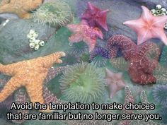 there are many starfishs in the water and one is saying, avoid the termption to make choices that are familiar but no longer serve you