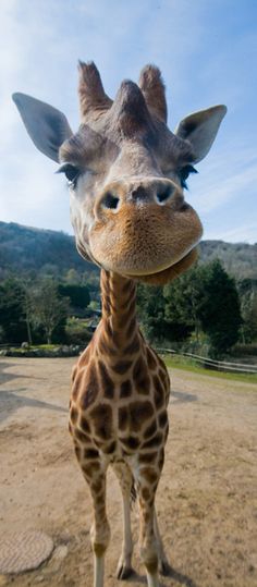 a giraffe standing on top of a dirt field