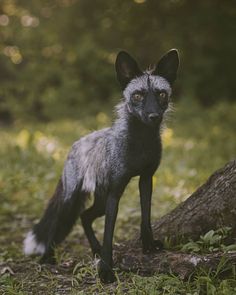 a black and white fox standing next to a tree