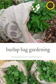 burlap bag gardening with herbs in it