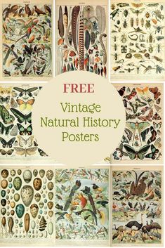 vintage natural history posters with the title free printables to use in your home or office