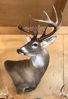 a deer head mounted to the side of a wooden wall with antlers on it