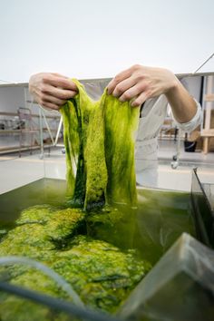 a person is holding some green algae in their hands while they are working on something