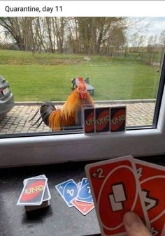 a person playing cards in front of a window with a rooster on the other side