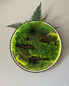 a green plant in a white bowl filled with moss and ferns on a table top