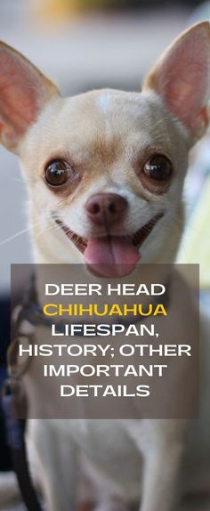 a small dog with its tongue out and the words deer head chihuahua life span, history, other important details