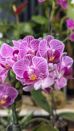 purple orchids are in a glass vase on a table with other flowers behind them