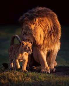 a lion standing next to a baby lion