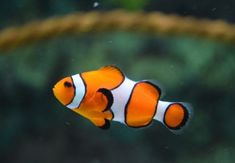 an orange and white clown fish swimming in the water near a roped off area