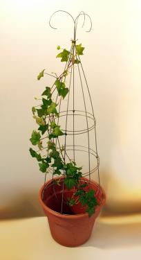 a potted plant with vines growing out of it