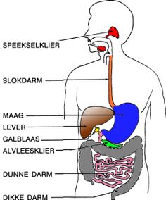 diagram of the human body organs labeled in english