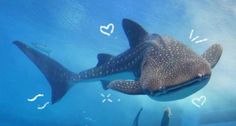 a whale shark swimming in the ocean with hearts drawn on it's back side