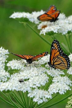 three butterflies on white flowers with green background