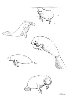 four different sea animals are depicted in this drawing