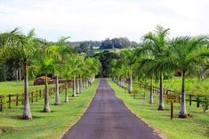 palm trees line the road in front of a grassy field with a wooden fence on both sides