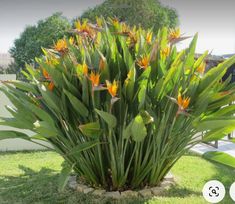 a large plant with yellow flowers and green leaves in the middle of a grassy area