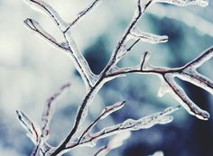 the branches of a tree are covered in ice