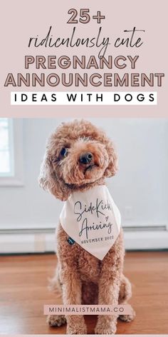 a brown dog wearing a bandana with the words 25 + ridiculous cute pregnancy announcement announcements