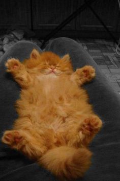 an orange cat is laying on its back