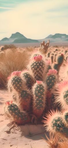 there are many cactus plants in the desert