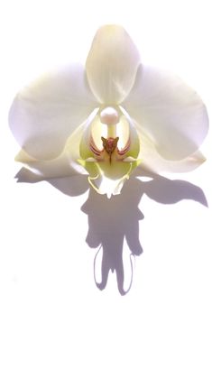 a white orchid is shown with its shadow on the ground and it's petals