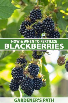 how and when to fertilize blackberries from garden's path?