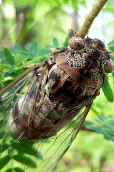 a close up of a bug on a tree branch