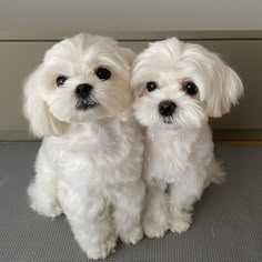 two small white dogs sitting next to each other