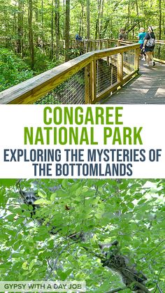 Two scenes from a day in Congaree National Park:  a group of hikers walk along the raised boardwalk trail into the forest; two raccoons lie on a branch in thick leaves.  There is a banner that reads:  Congaree National Park, exploring the mysteries of the bottomlands. Colorado National Parks, Congaree National Park, South Carolina Travel, All Inclusive Trips, National Park Camping, National Park Road Trip, Nature Hikes