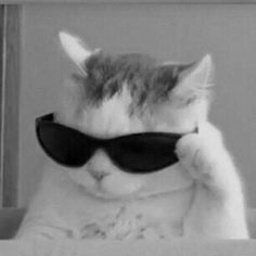 a cat with sunglasses on it's face sitting in front of a mirror