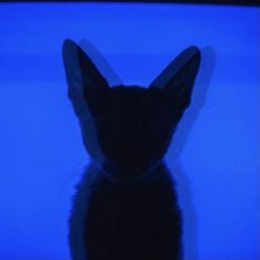 a cat's head is shown in front of a television screen with blue light