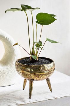 a potted plant sitting on top of a table