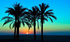 three palm trees are silhouetted against the setting sun