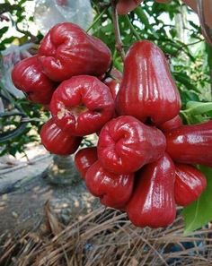 some red fruit hanging from a tree branch