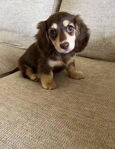 a small brown and white dog sitting on top of a couch