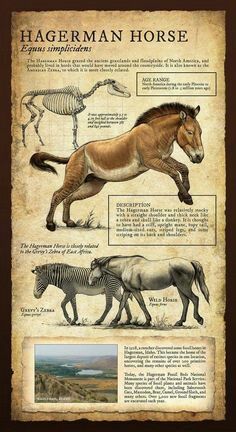 an old poster with horses and zebras in different stages of their life, including the skeleton