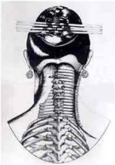 an image of the back of a man's head with ribs and bones labeled