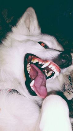 a white dog laying on top of a bed with it's mouth wide open