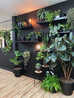 a room filled with lots of green plants and potted plants on black shelving